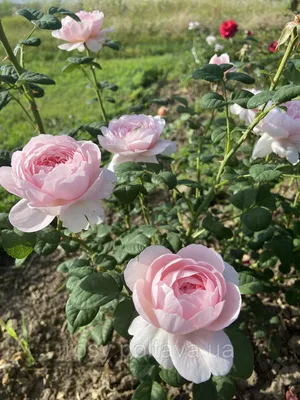Живописная роза королевы швеции доступна для загрузки в webp