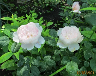 Превосходное фото розы королевы швеции