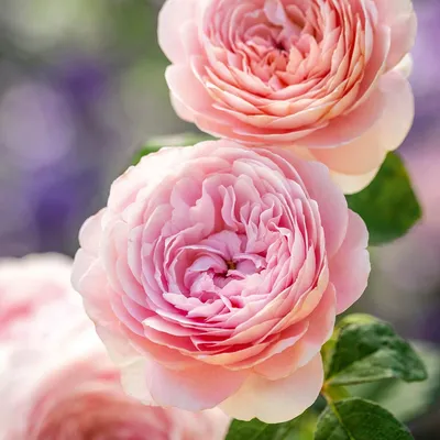 Роза королевы швеции в формате png для вашего блага