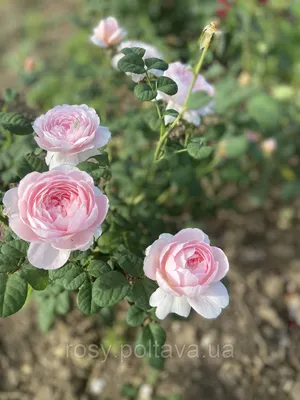 Удивительное изображение розы королевы швеции в новом формате webp