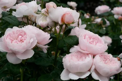 Удивительное фото розы королевы швеции только для вас