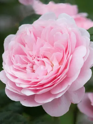 Изображение розы королевы швеции в формате jpg