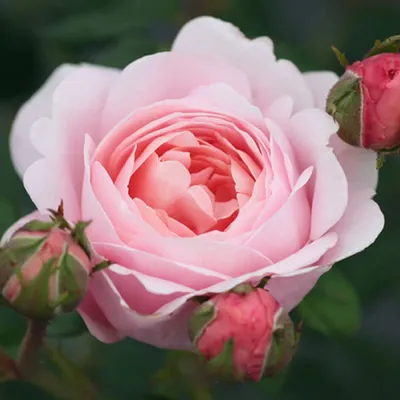 Фото розы королевы швеции в png формате