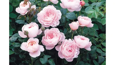 Живописная роза королевы швеции доступна для загрузки