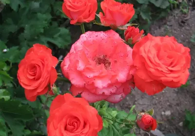 Роза корвет - фото с элегантными лепестками