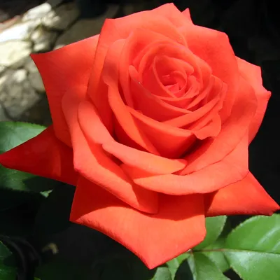 Фотка розы корвет - красота природы