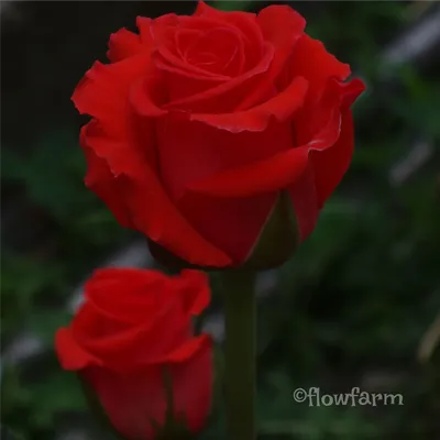 Роза корвет на фотографии - воплощение вечной любви