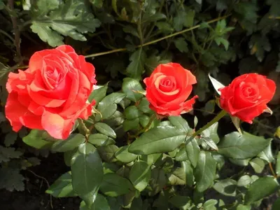 Роза корвет на фото - прекрасный подарок