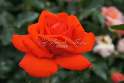 Фото розы корвет для оформления интерьера