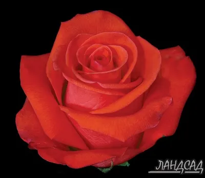 Изображение розы корвет в прекрасном ракурсе