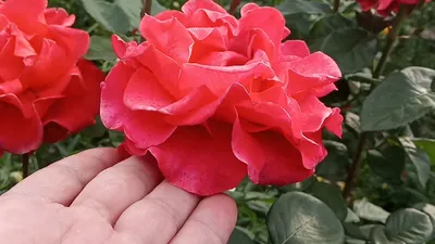 Роза корвет - фотография с изысканными оттенками