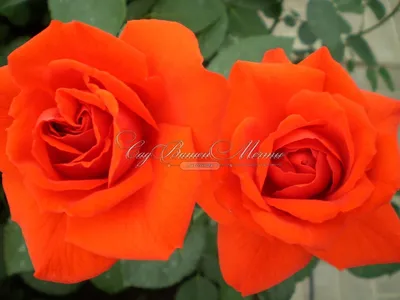 Фотка розы корвет - символ страсти и красоты