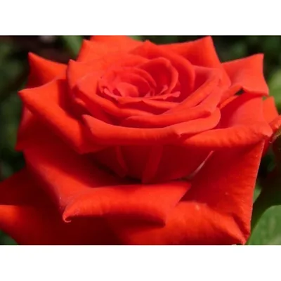Фотография розы корвет для декорирования открыток