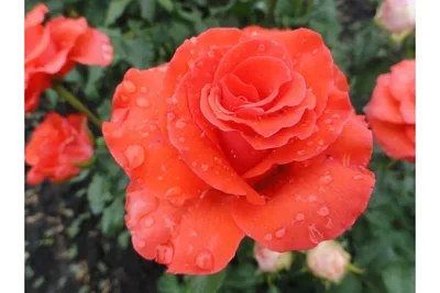 Изображение розы корвет с нежными лепестками