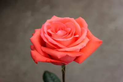 Скачать фото розы корвет в jpg формате