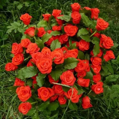 Фотография розы корвет для скачивания