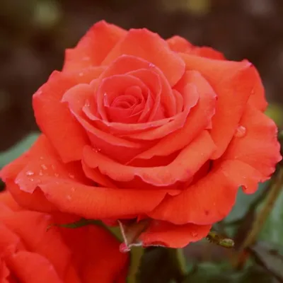 Фотка розы корвет для интимных моментов