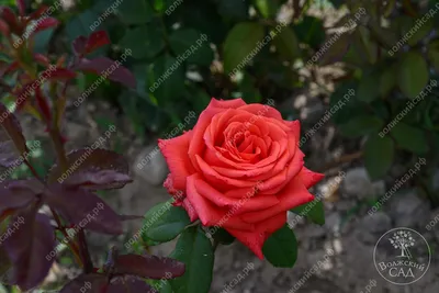 Картинка розы корвет - незабываемый подарок