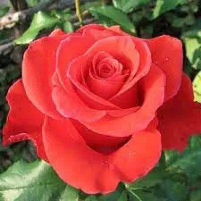 Изображение розы корвет в удивительных оттенках