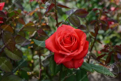 Роза корвет - фото для романтических душ