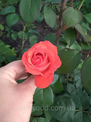 Фотография розы корвет, чтобы вызвать восхищение