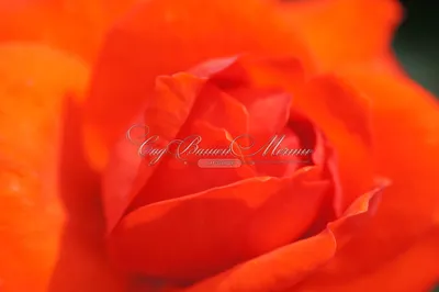 Роза корвет на фото - символ нежности и любви