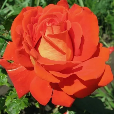 Фото розы корвет с изысканными деталями