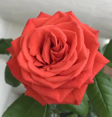 Скачать изображение розы корвет в png формате