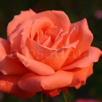 Красивая роза корвет на картинке