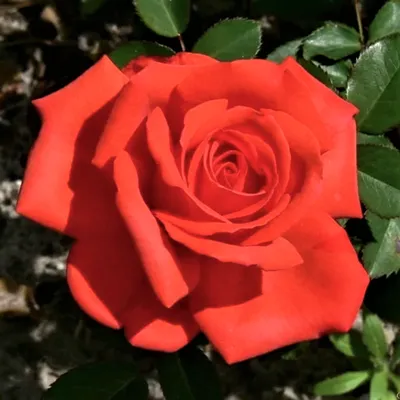 Картинка розы корвет - замечательное украшение