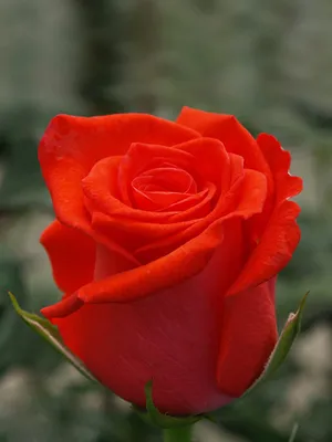 Роза корвет в png формате