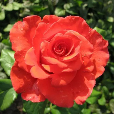 Изображение розы корвет в высоком разрешении