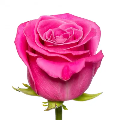 Прекрасная фотка розы космик