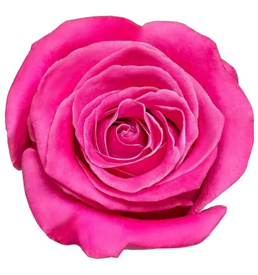 Очаровательная роза космик в формате webp