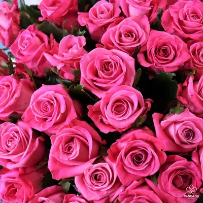 Потрясающая картинка розы космик