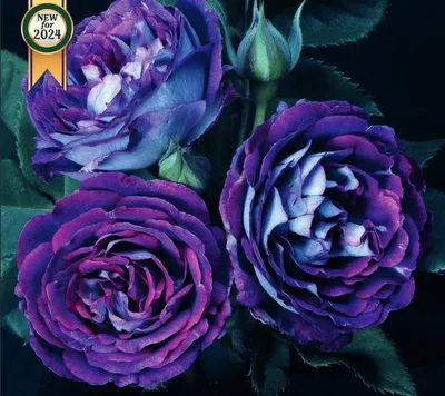 Красивое изображение розы космик в jpg
