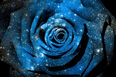 Изумительная роза космик в формате webp