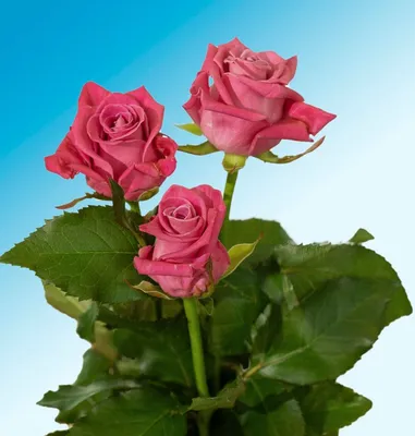 Изображение розы космик в формате webp