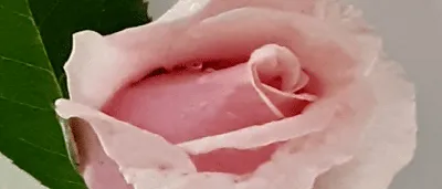 Ослепительная роза космик на изображении