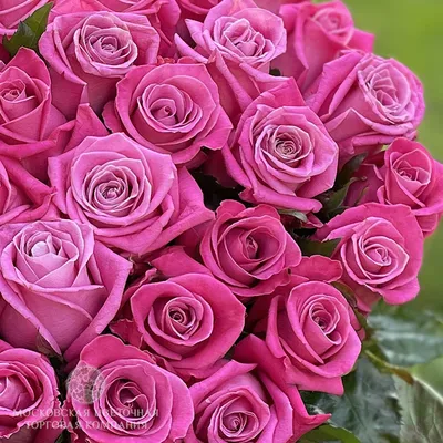 Уникальная картинка розы космик