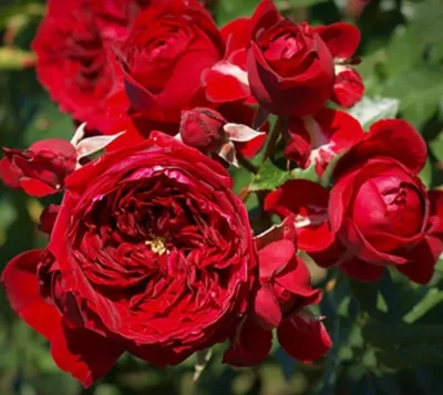Красная шапочка на фоне розы в формате jpg.