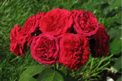 Фото розы с красной шапочкой в формате png.