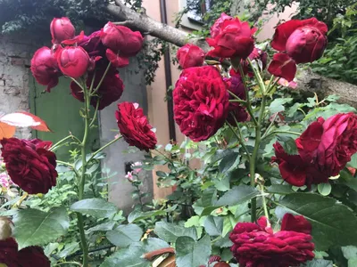 Фото розы с красной шапочкой в формате webp для загрузки.