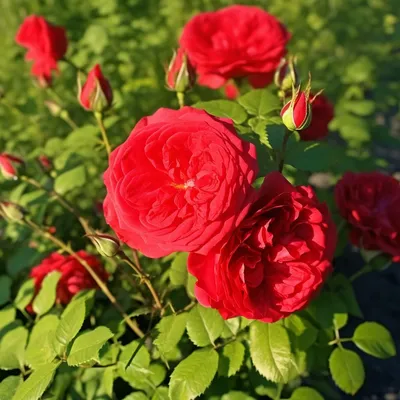 Фотография красной шапочки на фоне розы в jpg.