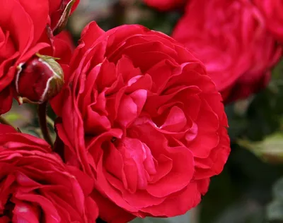 Изображение розы с красной шапочкой в формате webp для сохранения.
