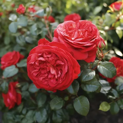 Фото красной шапочки на фоне розы в jpg в большом размере.