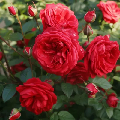Фотография розы с красной шапочкой в png в высоком разрешении.