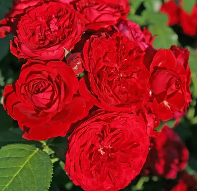 Изображение розы с красной шапочкой в webp.