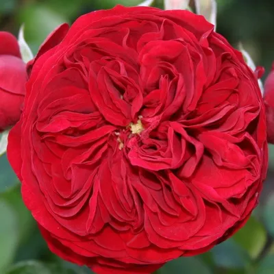 Фото красной шапочки на фоне розы в jpg в маленьком размере.