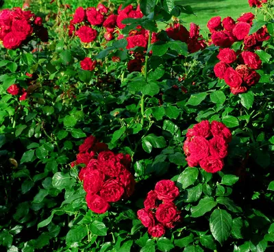 Изображение розы с красной шапочкой в png для скачивания в стандартном размере.